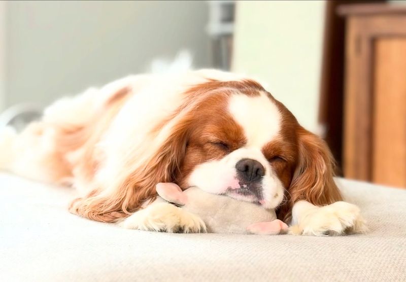 Cavalier King Charles Spaniel