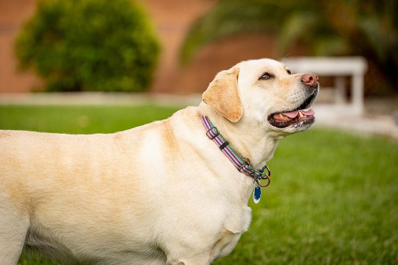 Labrador Retriever