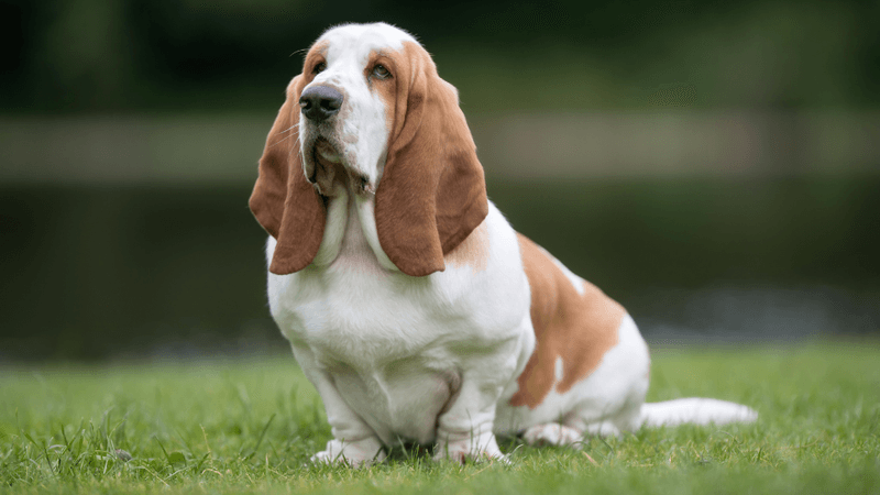 Basset Hound
