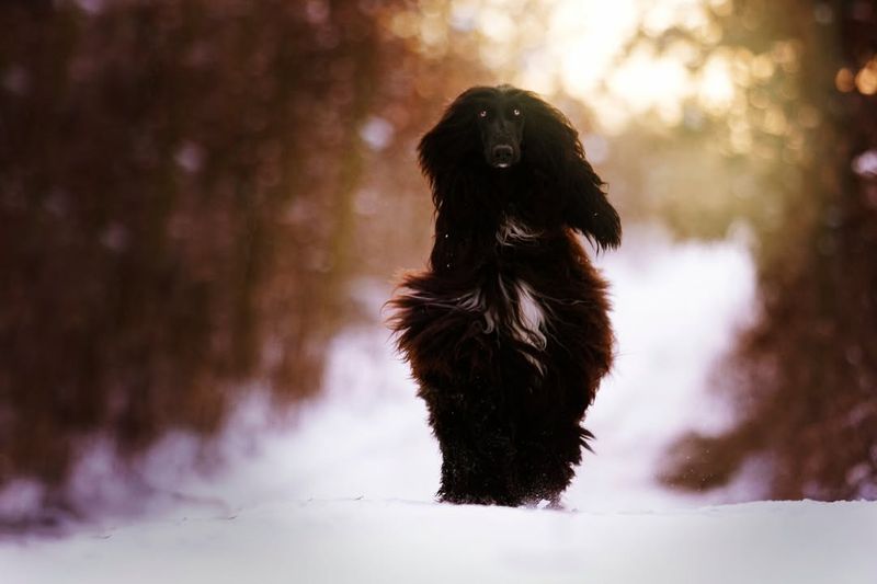 Afghan Hounds