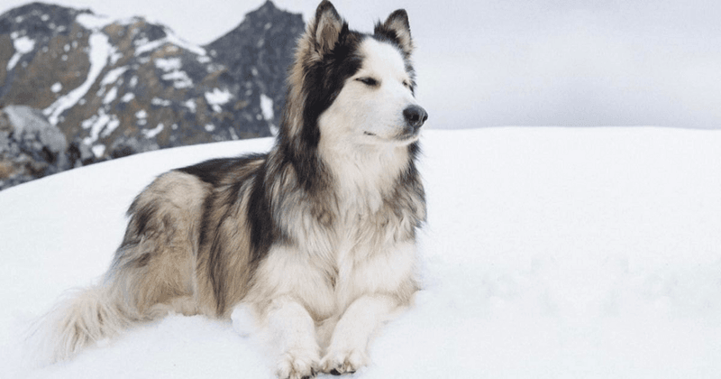 Mackenzie River Husky