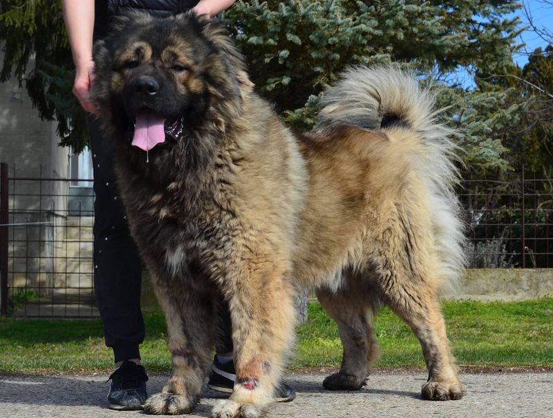Caucasian Shepherd