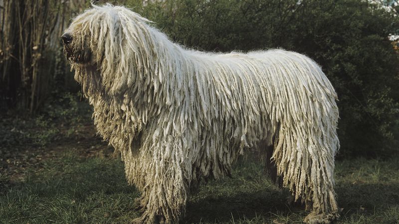 Komondor