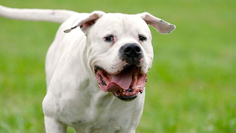 Dogo Argentino