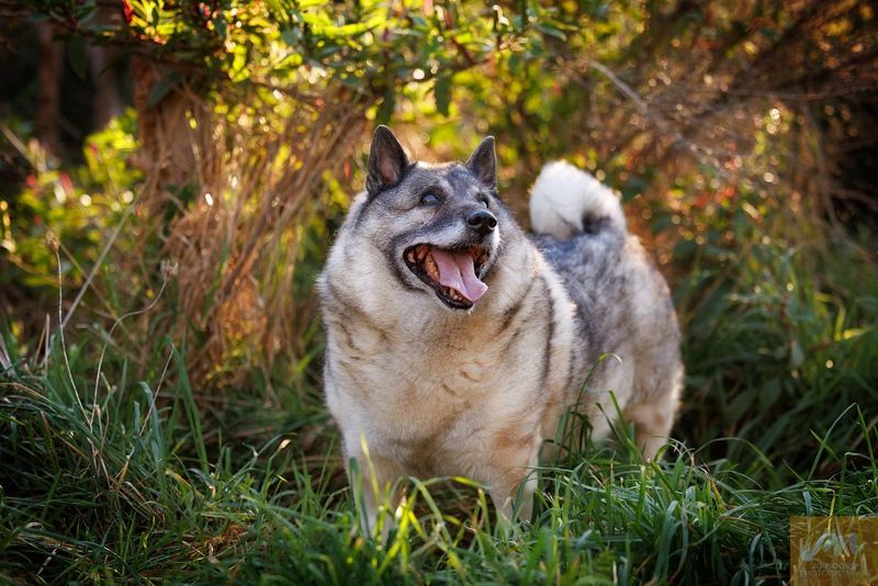 Norwegian Elkhound