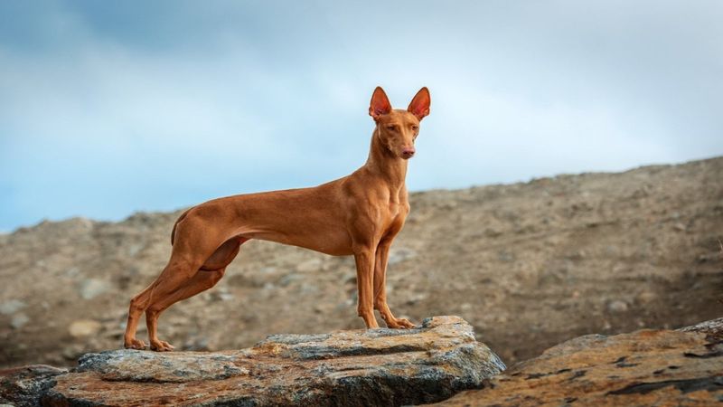 Pharaoh Hound