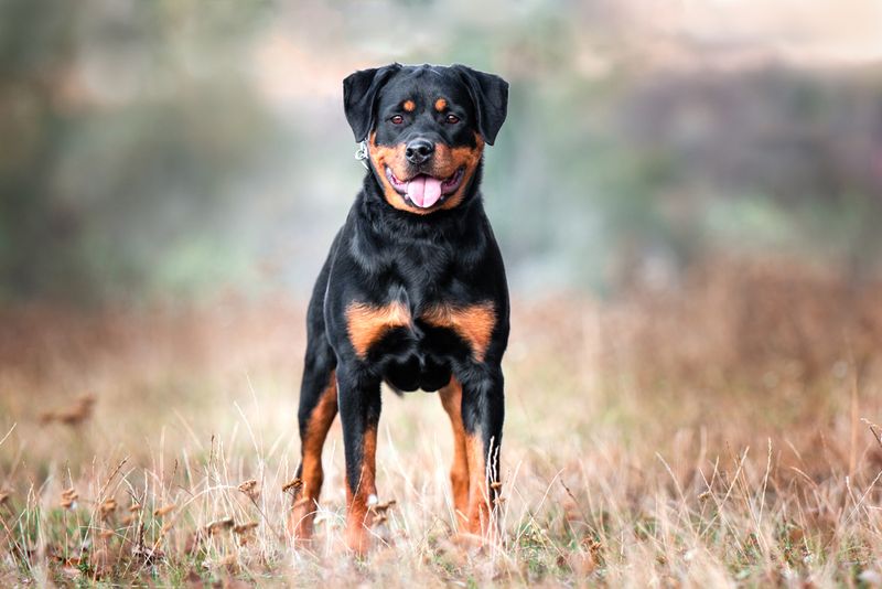 Rottweiler