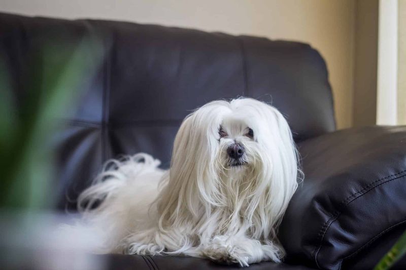 Maltese