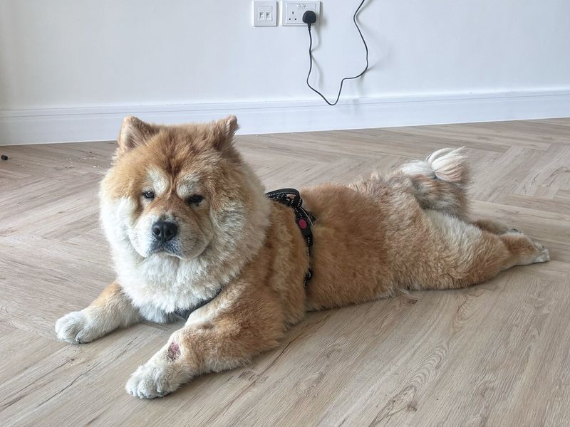 Chow Chow