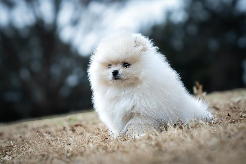 Pomeranian