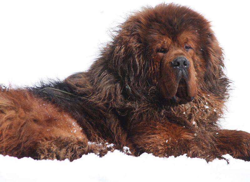 Tibetan Mastiff