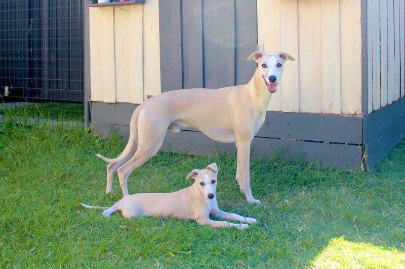 Whippet
