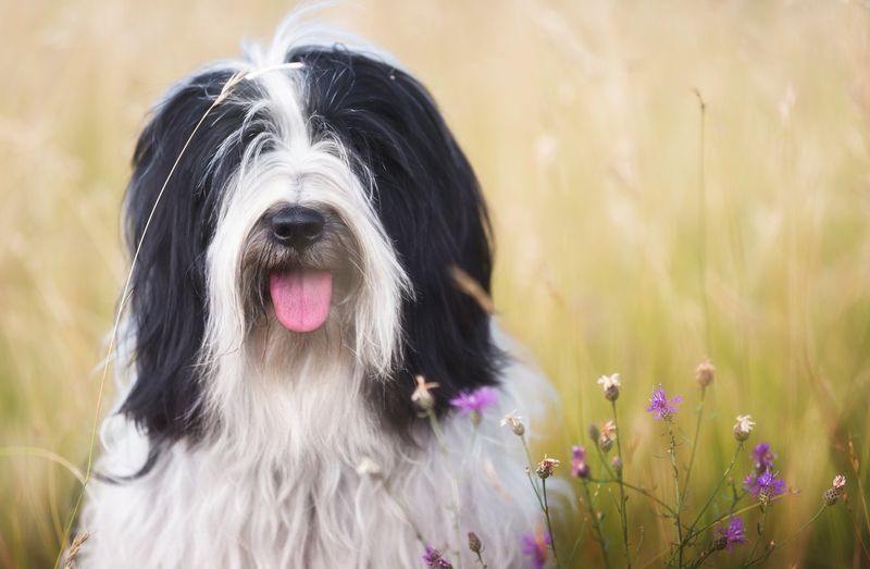 Tibetan Terrier