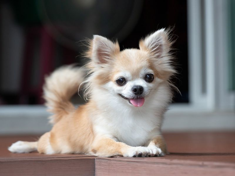 Chihuahua