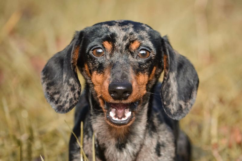 Dachshund