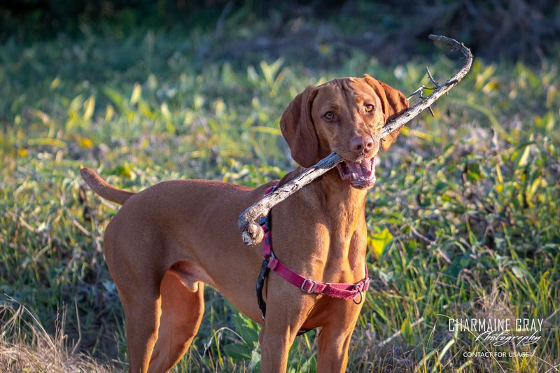 Vizsla