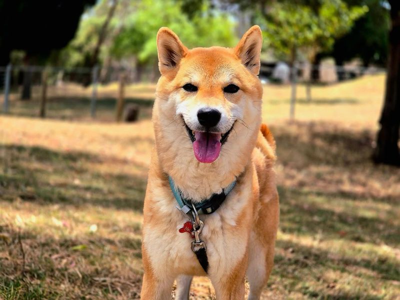 Shiba Inu
