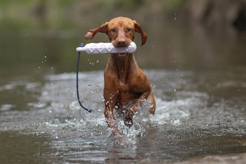 Vizsla