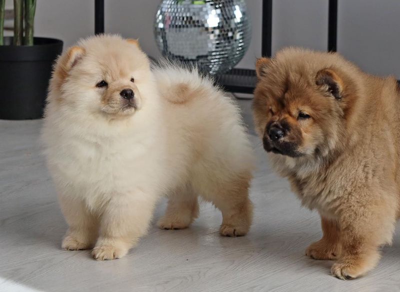 Chow Chow