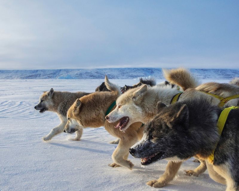 Greenland Dog