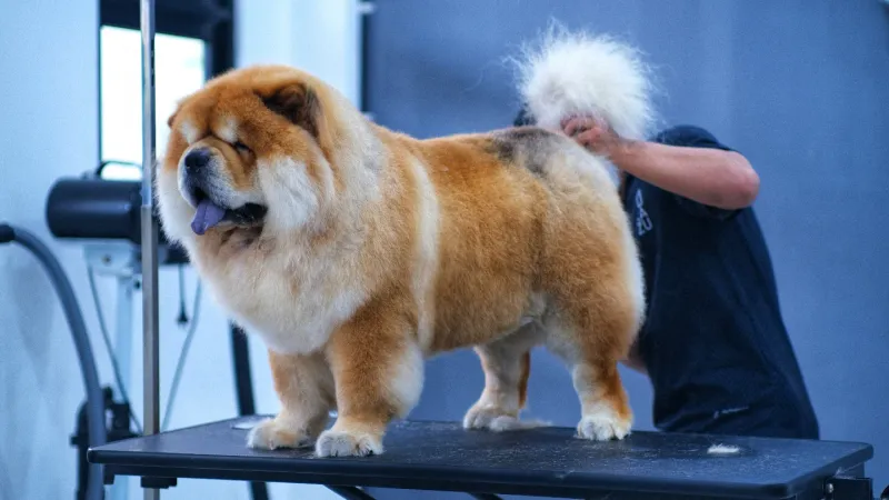 Chow Chow