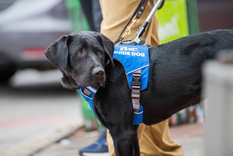 Service Dog Training