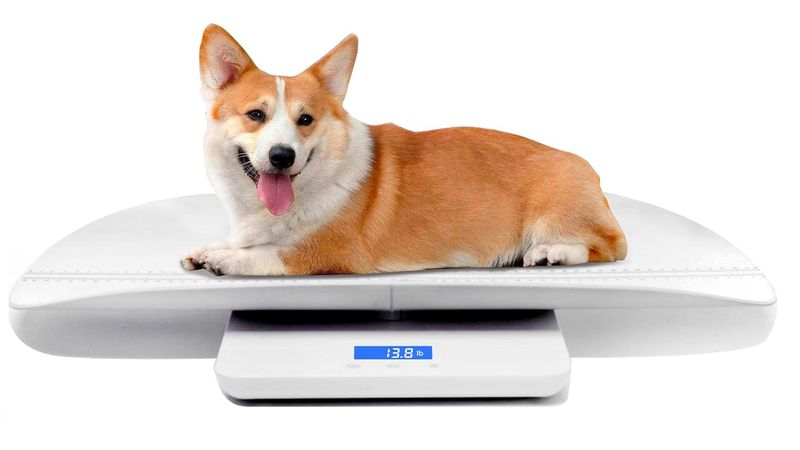 Monitor Your Dog's Weight