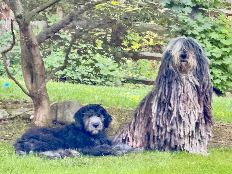 Bergamasco Sheepdog