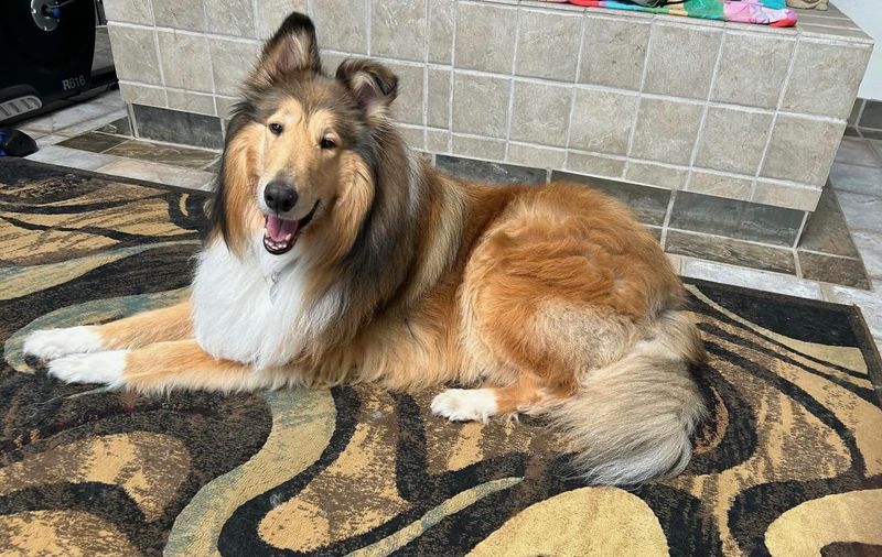 Collie