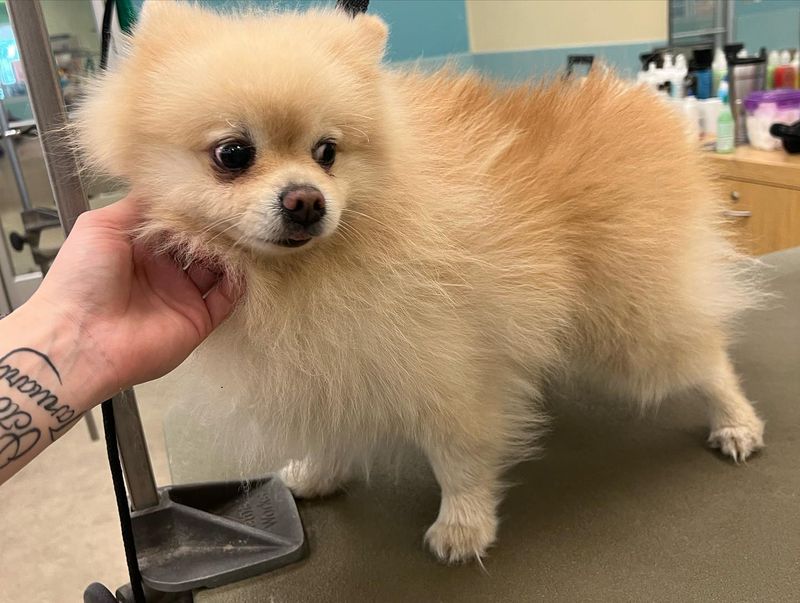 Pomeranian