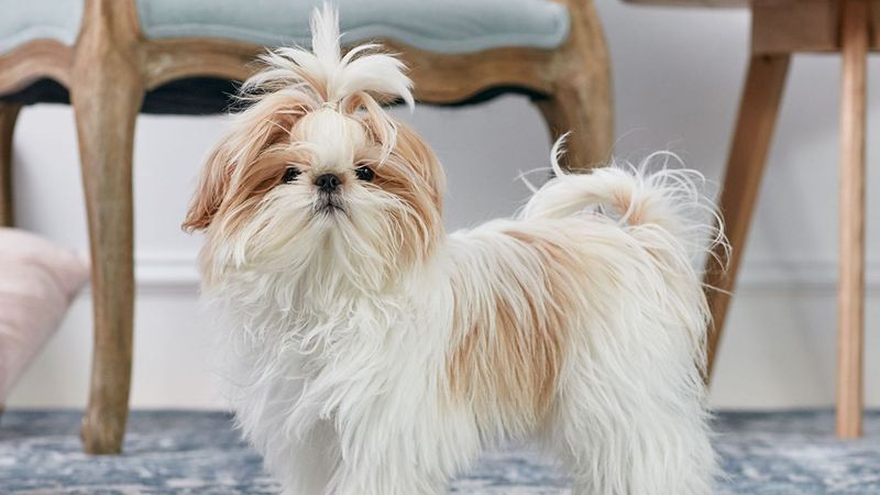 Shih Tzu