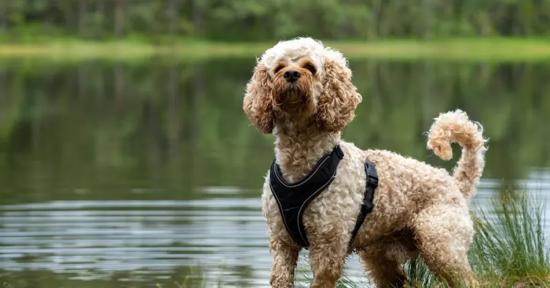 Cockapoo