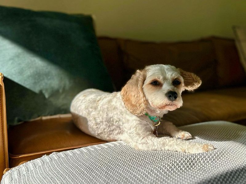 Cavapoo