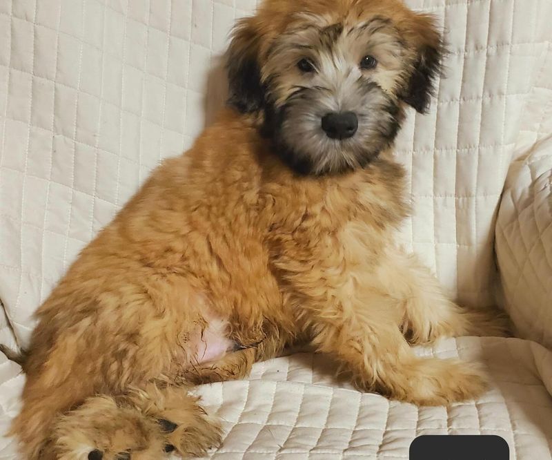 Whoodle