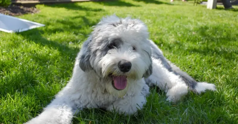 Sheepadoodle