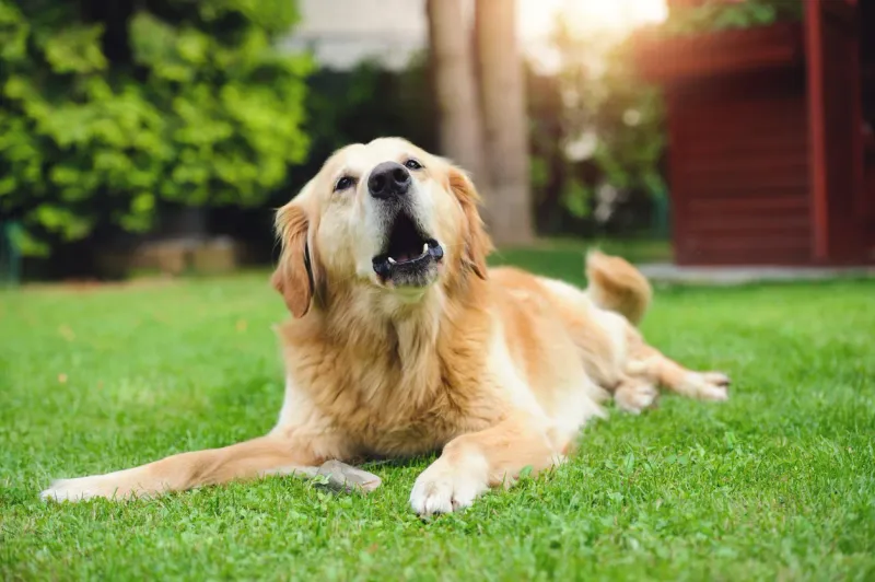 Unusual Barking Patterns