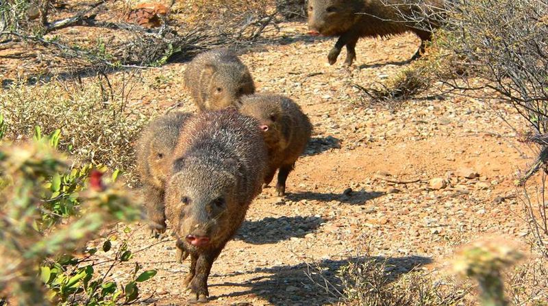 Javelinas
