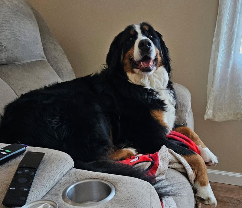 Bernese Mountain Dog