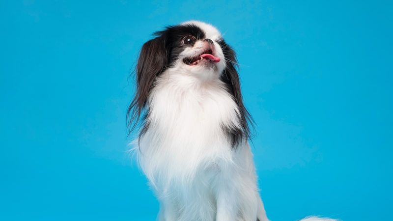 Japanese Chin