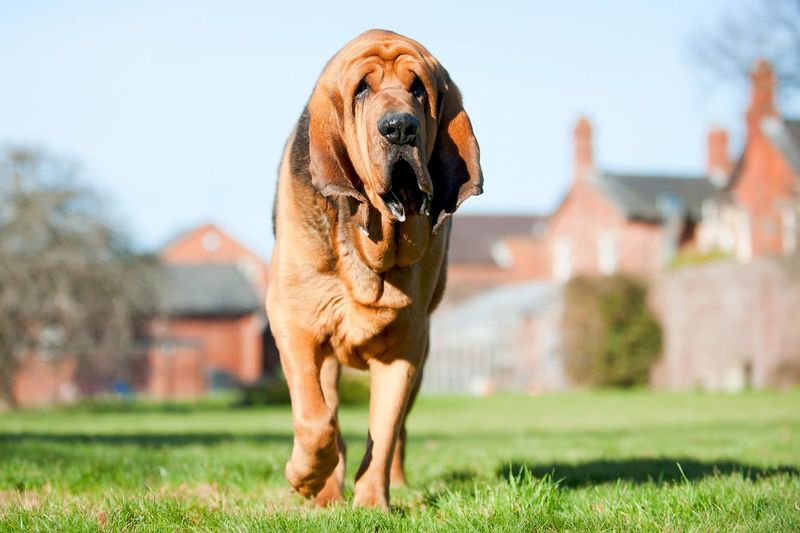 Bloodhound