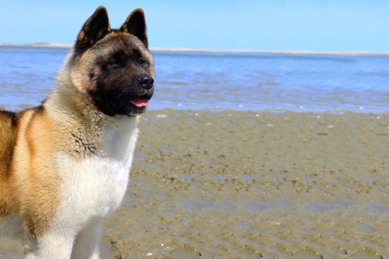 Akita