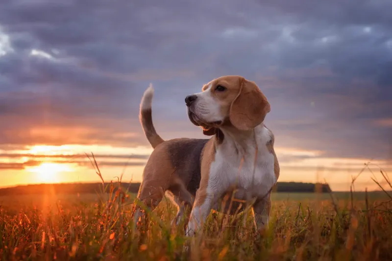 Beagle