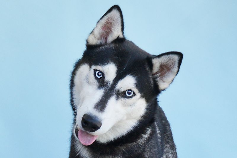 Siberian Husky