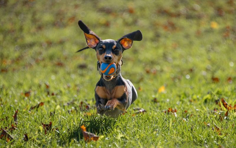 Dachshund