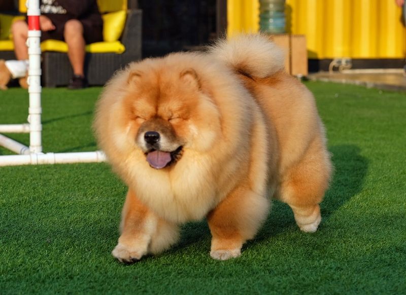 Chow Chow