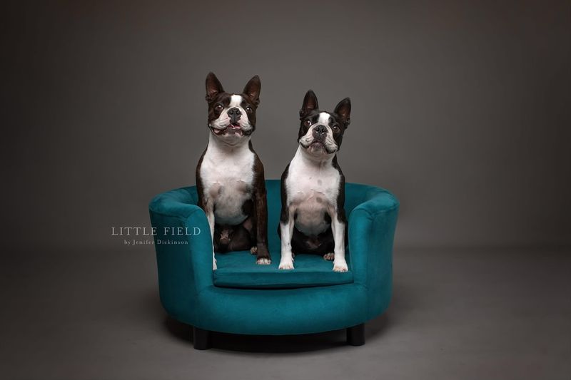 Boston Terrier