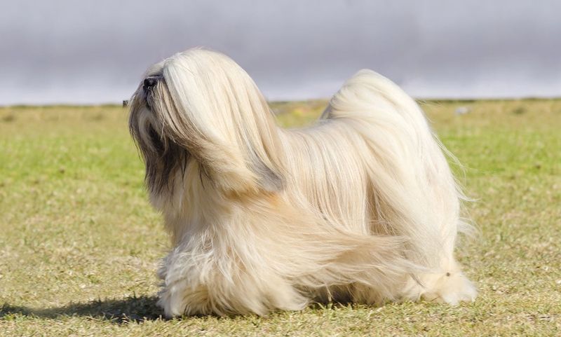 Lhasa Apso