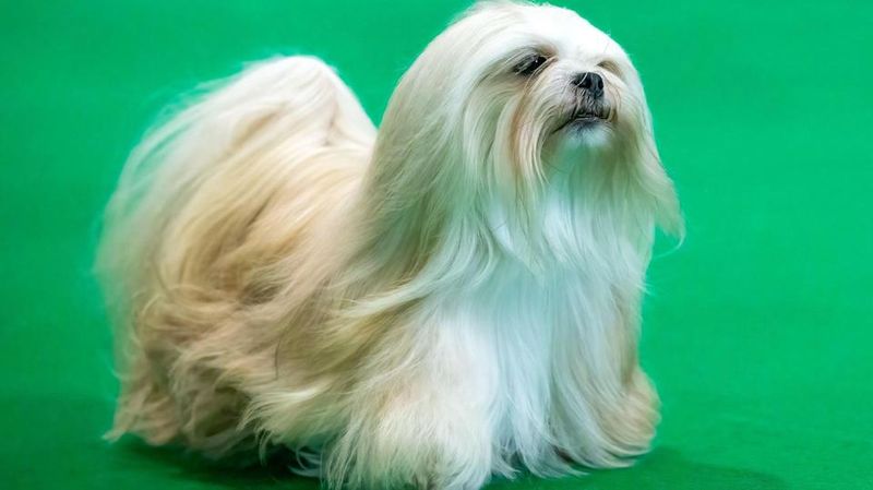 Lhasa Apso