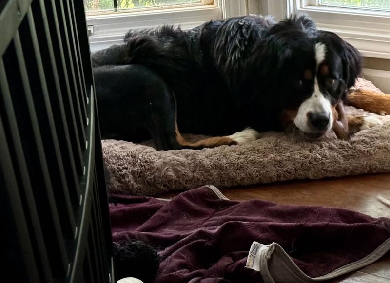 Bernese Mountain Dog