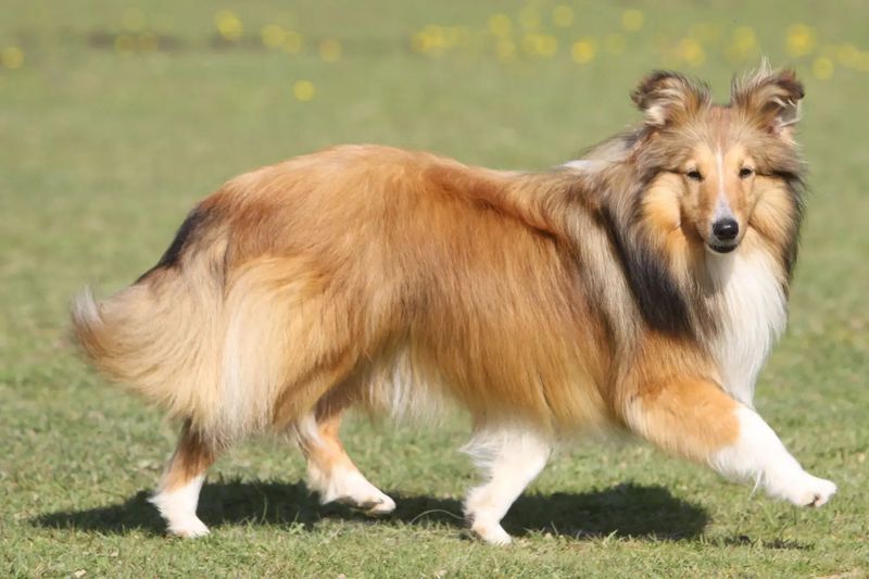Sheltie (Shetland Sheepdog)